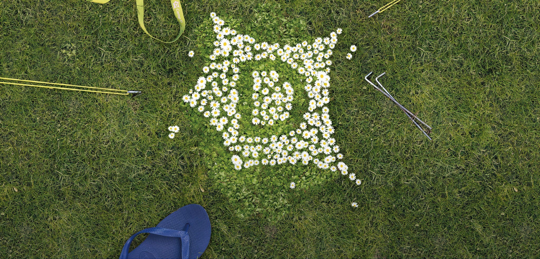 grüner Rasen mit einem D aus Gänseblümchen